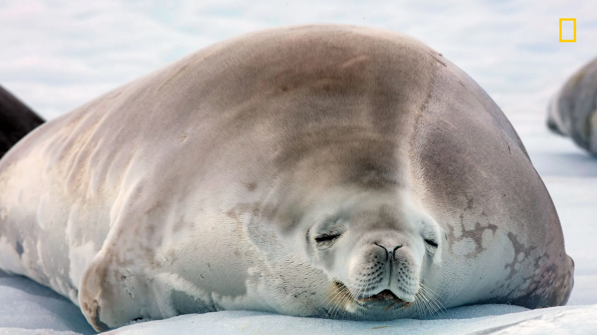 seal-background